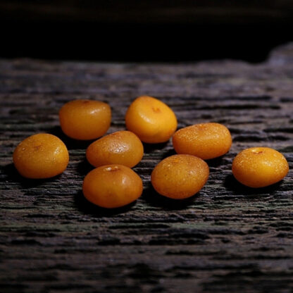 Buddha Stones Tibet 108 Mala Beads Yak Bone Amber Balance Bracelet - 图片 22