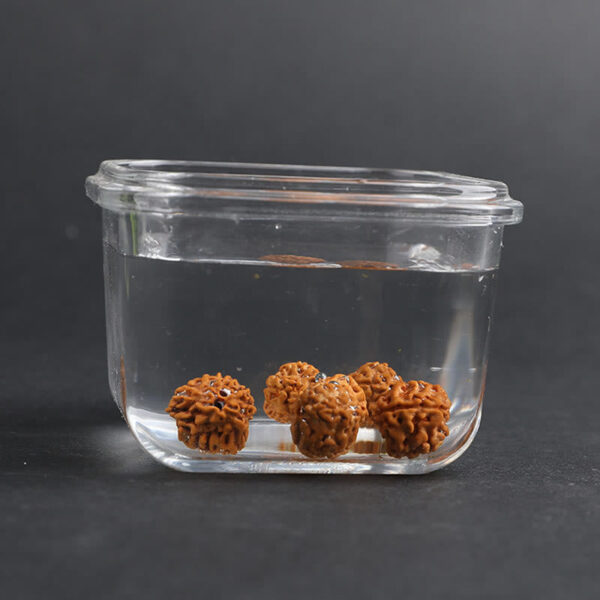 Tibet Rudraksha Bodhi Seed PiXiu Copper Coin Wealth Luck Bracelet - 图片 12